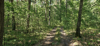 Działka Sprzedaż Wilkowyja