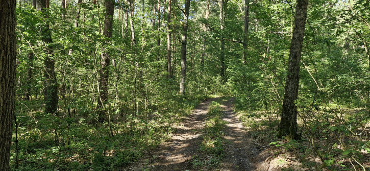 Działka Sprzedaż Wilkowyja 5